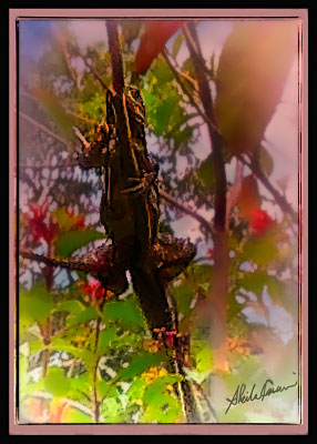 a lizard in a tree in Belize thumbnail